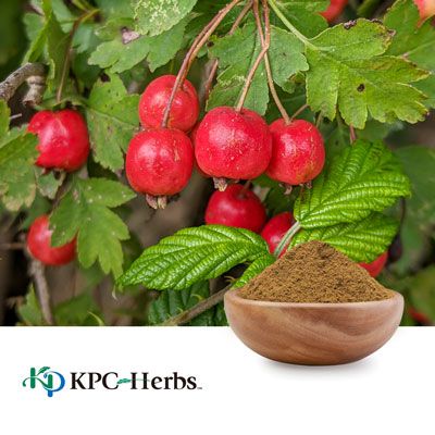 Shan Zha / Crataegus Extract by Kaiser Pharmaceutical Yungkang GMP Plant Co. Ltd 