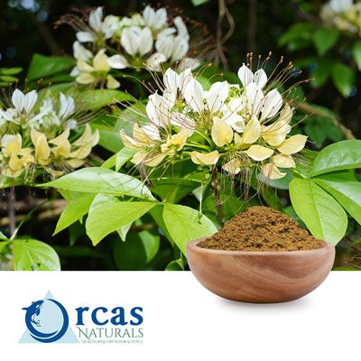 Three Leaf Caper by Orcas Naturals