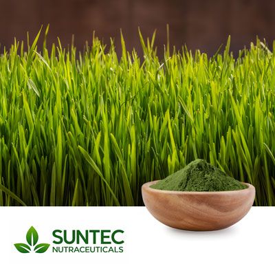 Wheat Grass Juice Powder by Suntec Nutraceuticals
