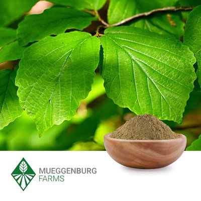 Witch Hazel Leaf Powder by Mueggenburg USA