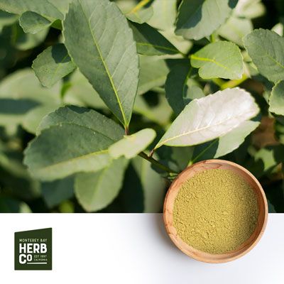 Yerba Mate Powder by Monterey Bay Herb