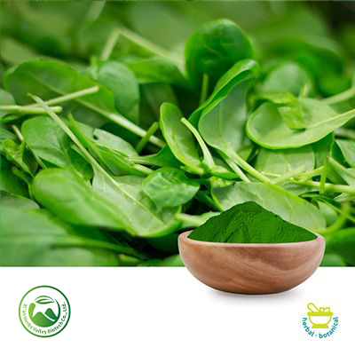 Spinach Powder by Xi'an Herbs Valley