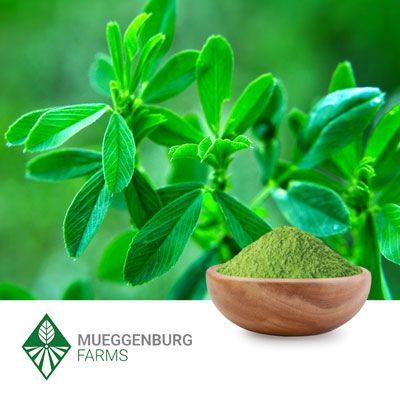 Alfalfa Powder (Organic) by Mueggenburg USA