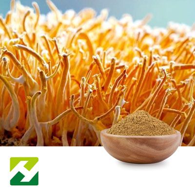 Cordyceps Militaris Powder by Organic Herb Inc