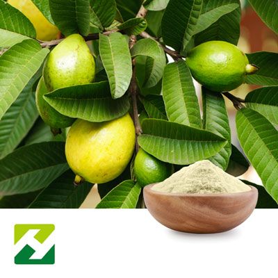 Guava Extract 10:1 by Organic Herb Inc