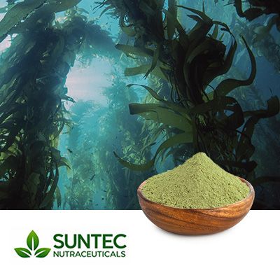 Ascophyllum Nodosum Powder by Suntec Nutraceuticals