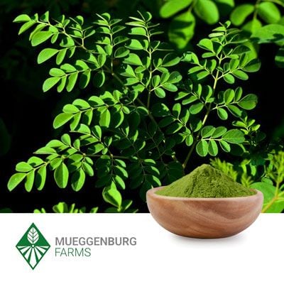 Moringa Leaf Powder Organic  by Mueggenburg USA
