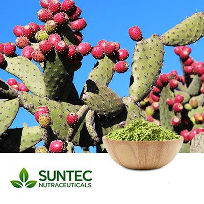 Nopal Cactus Powder by Suntec Nutraceuticals