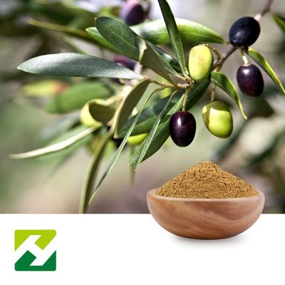 Olive Leaf Extract 10% by Organic Herb Inc