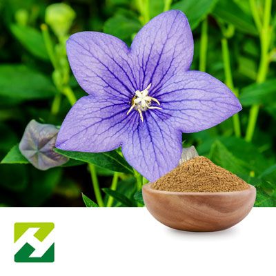 Platycodon Extract 10:1 by Organic Herb Inc
