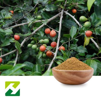 Salacia Extract 10:1 by Organic Herb Inc