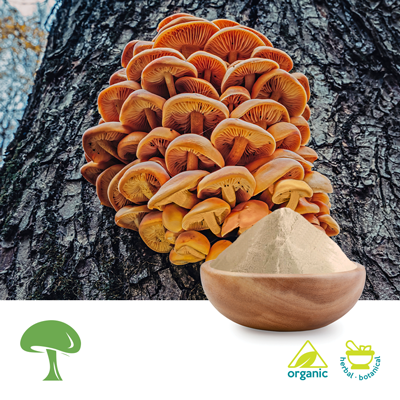 Organic Flammulina Velutipes Mushroom Powder by Aloha Medicinals
