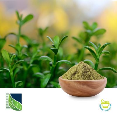 Bacopa Monnieri Extract 50% HPLC by Botanic Healthcare