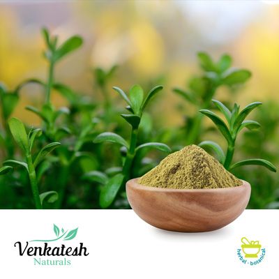 Bacopa Monnieri Extract 40% UV by Venkatesh Naturals