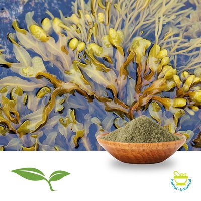 Bladderwrack Powder (Wildcrafted) by American Botanicals