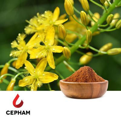 Bulbine Natalensis (Stem) Extract 10:1 by Cepham