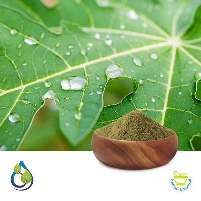 Carica Papaya Leaf P.E. 40% by S.A. Herbal Bioactives