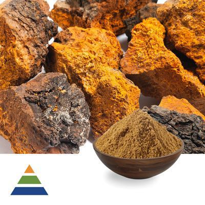 Chaga Mushroom (Inonotus Obliquus) Extract Polysaccharides 30% by KS Nutripharma