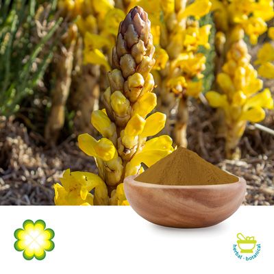 Cistanche Tubulosa Extract 10% Total Glycosides by Xi’an Rainbow