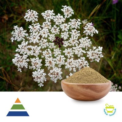 Cnidium Monnieri Extract 10% Osthole HPLC Powder by KS Nutripharma