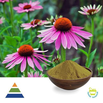 Echinacea Purpurea Ext 2% CHA and CAA HPLC by KS Nutripharma