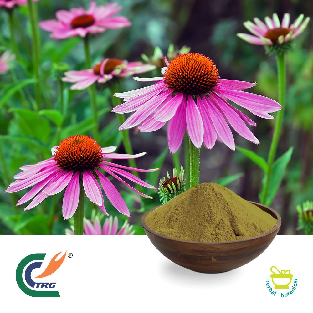 Echinacea Purpurea PE 4% Polyphenol by Hanzhong TRG