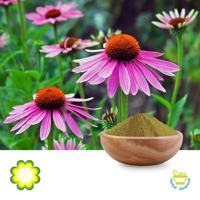 Echinacea Purpurea Extract 1% Chicoric Acid HPLC by Xi’an Rainbow