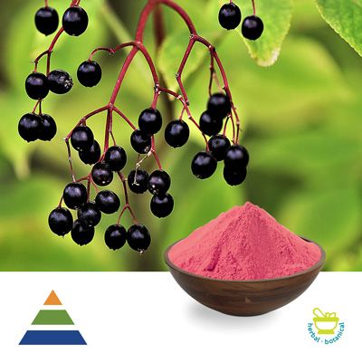 Elderberry Extract 10:1 by KS Nutripharma