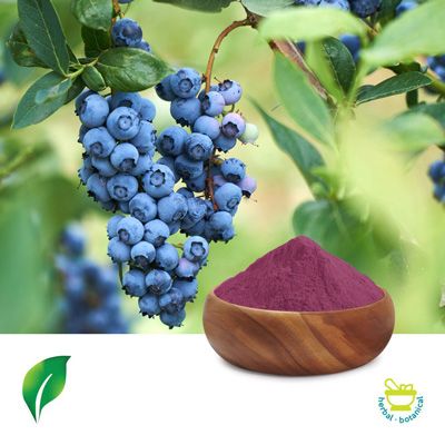 European Bilberry Extract 10:1 by Changsha Sunnycare