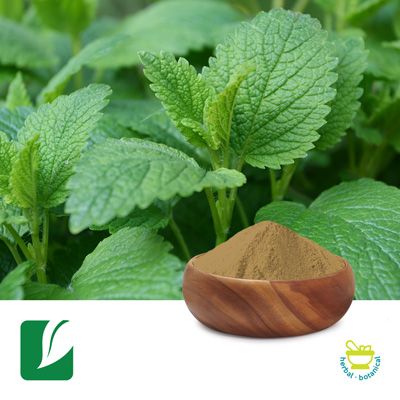 Lemon Balm Extract 5:1 by Xi'an Longze