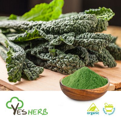 Organic Kale Powder by Xi'an Yuensun Biological Technology Co., Ltd.