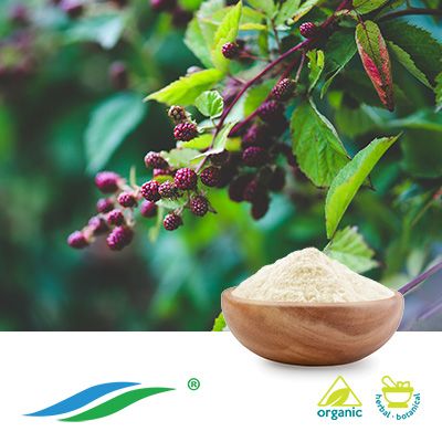 Organic Sweet Tea Leaf Extract 70% Rubusoside HPLC by Hunan NutraMax