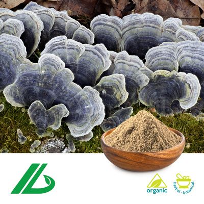 Organic Coriolus Versicolor Extract 30% Polysaccharide by Laybio Natural