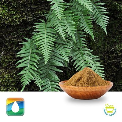 Polypodium Leaves Extract 2.8% Polyphenols (UV) by Monteloeder