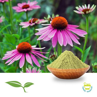 Echinacea Purpurea Herb Powder by American Botanicals