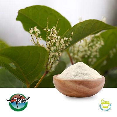 Polygonum Cuspidatum Extract Resveratrol 98% Powder by Ningbo Herb