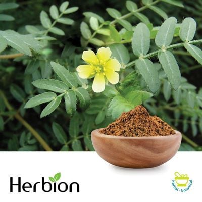 Tribulus Terrestris Powder Extract NLT 40% Saponins by Herbion Naturals