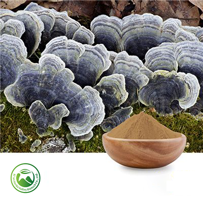 Coriolus Versicolor Extract 50% Polysaccharides (10:1) by Xi'an Herbs Valley