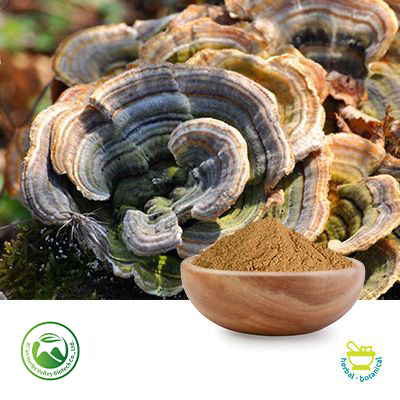 Coriolus Versicolor Powder by Xi'an Herbs Valley