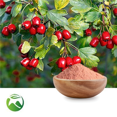 Hawthorn Berry Powder by Xi'an Herbs Valley