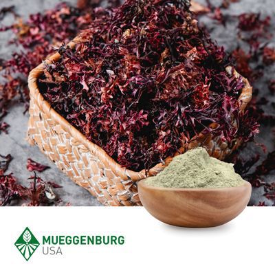 Irish Moss, Powder by Mueggenburg USA