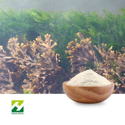 Irish Sea Moss Powder by Organic Herb Inc
