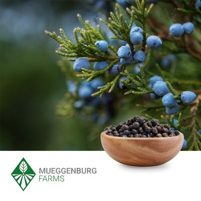 Juniper Berry, Whole by Mueggenburg USA