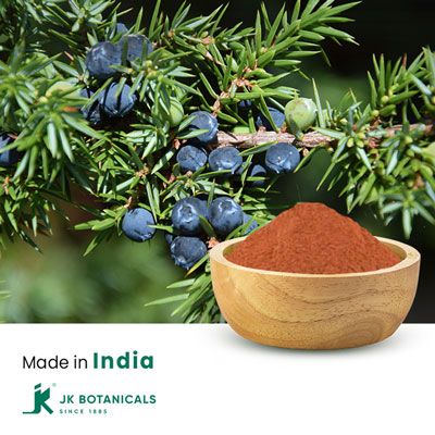 Juniper Berry Powder Steam Treated by JK Botanicals