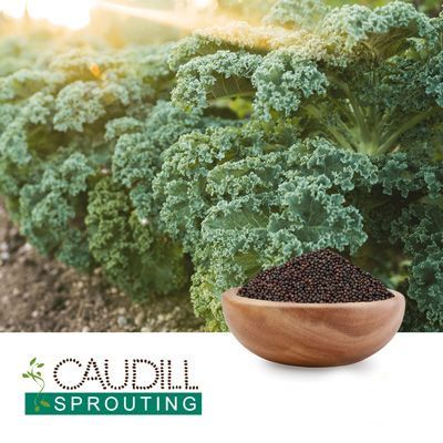Kale Seeds by Caudill Sprouting