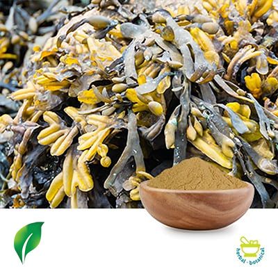 Kelp Extract 8:1 by Changsha Sunnycare