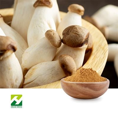 Pleurotus Eryngii Extract (King Trumpet Extract) NLT 40%Polysacharides UV-VIS by Organic Herb Inc