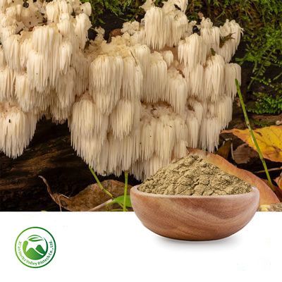 Lion's Mane Mushroom Extract 50% Polysaccharides (10:1) by Xi'an Herbs Valley