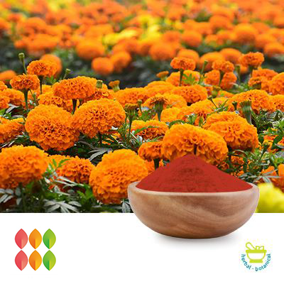 Lutein 10% Powder  (Marigold Flower Extract) (cGMP certified) by PUREHEALTH