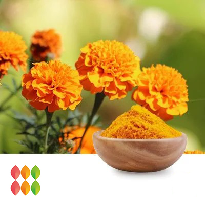 Lutein 5% Powder (Marigold Flower Extract) (cGMP certified) by PUREHEALTH